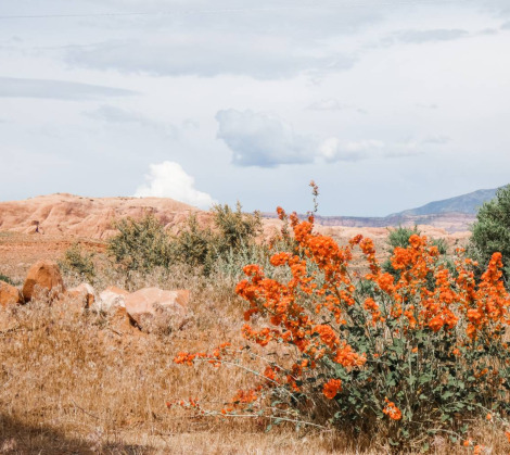 htr moab wildflowers