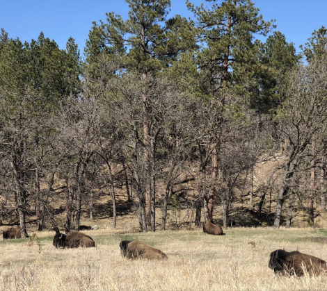 American Buffalo outdoors